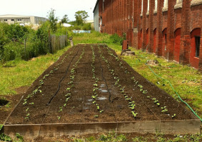 Our 1,200 s/f pumpkin patch