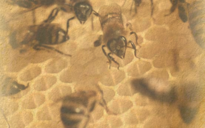 SAVE THE BEE